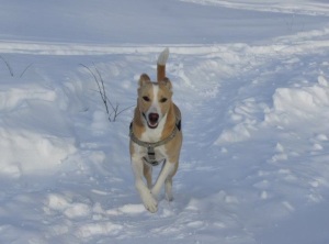 Cody, the fierce sled dog